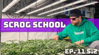 Ep. 11 S. 2 SCROG SCHOOL Sponsored by Seedsman