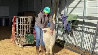 Treating Rain Rot (Dermatophilosis)