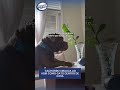 Cachorro viraliza ao agir como gato dentro de casa