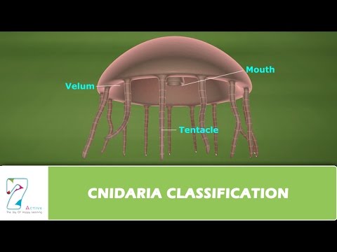 Video: Eksperimen Pengecualian Untuk Mempelajari Pengaruh Struktur Habitat Yang Disediakan Oleh Mussismilia Karang (Cnidaria; Anthozoa) Pada Pemangsaan Krustasea Terkait