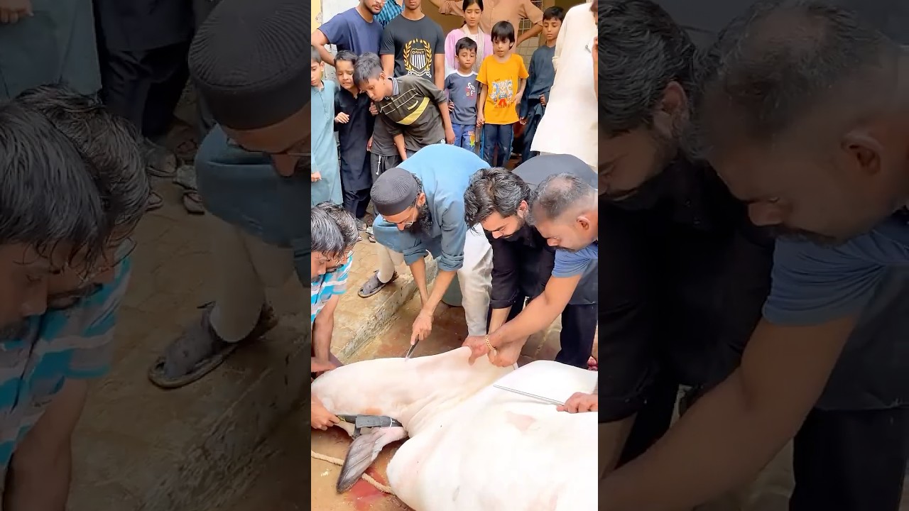 Mushk complete journey video💔😭 #qurbani2026