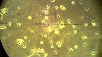 Trichoderma Brew 24hr - Spores