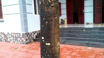 Vườn cây sưa đỏ 20 năm tuổi, chuyên vòng tay gỗ sưa  - 0968567238