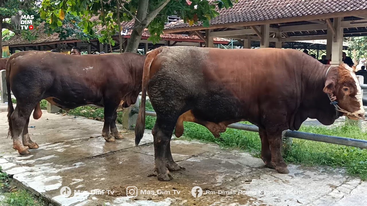Bumbo Sapi 80 Juta !! Sapi Jumbo Melimpah !! Babon Jumbo 800 Kg Seharga 40 juta ...