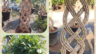 Ficus Cage Plants| Bonsai | Ficus benjamina | Sankar Nursery