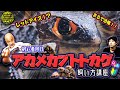 【小さな恐竜】アカメカブトトカゲの飼い方講座【爬虫類】