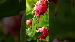 A python started chewing and eating a lot of dragon fruits growing on a tree #explore #snakes #ai
