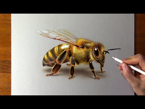 How to draw a bee - Time Lapse (Long Version)