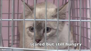 cat succesfully rescued find forever home by Cat stories 75 views 3 years ago 1 minute, 3 seconds