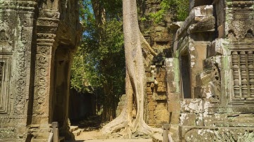 4K Ta Prohm Khmer Temple with Overgrown Tree Roots, Angkor, Cambodia