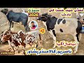 Kala Maweshi Mandi Peshawar 2026 Season Bulls Price New Updates 23 09 2025 Izhar Ali Shah