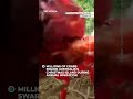 The Annual Red Crab Migration Begins In Australia