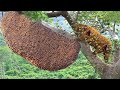ミツバチは危険すぎる、クマは凶暴なミツバチの群れから蜂蜜を盗むために木に登った、そして結末はどうなる？