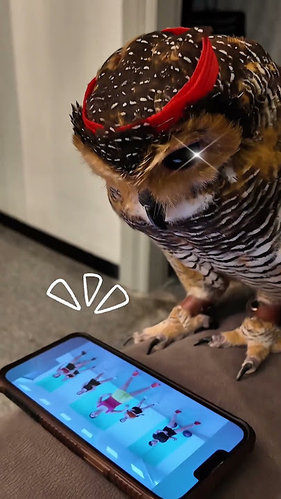 Bibib's Workout Time!🦉🥊💪