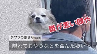 【関西弁をしゃべる犬】現行犯逮捕?悪い顔選手権?なんも悪ないしな!僕悪くないしな!【おしゃべりペット】