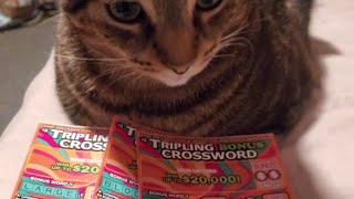 CA $3 Tripling Bonus Crossword Lottery Scratcher| MEOW FOR MONEY 💰🐱