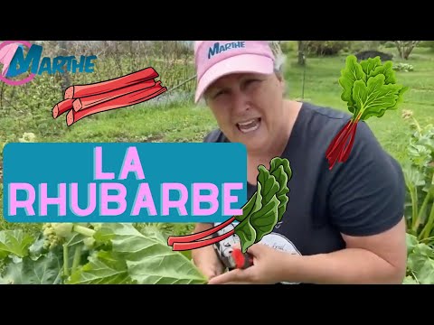 Les besoins de la rhubarbe! Comment en prendre soin? - capsule horticole