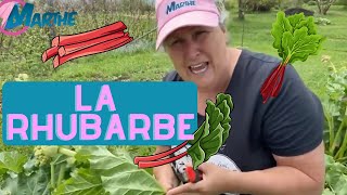 Les Besoins De La Rhubarbe Comment En Prendre Soin? - Capsule Horticole