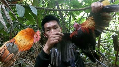 สุดยอดเลยเข้าในป่าลืกต่อไก่ป่า EP13  yos hav zoov tua qaib qus