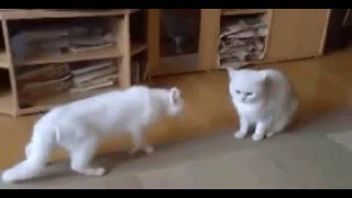 猫のケンカに止めに入る犬