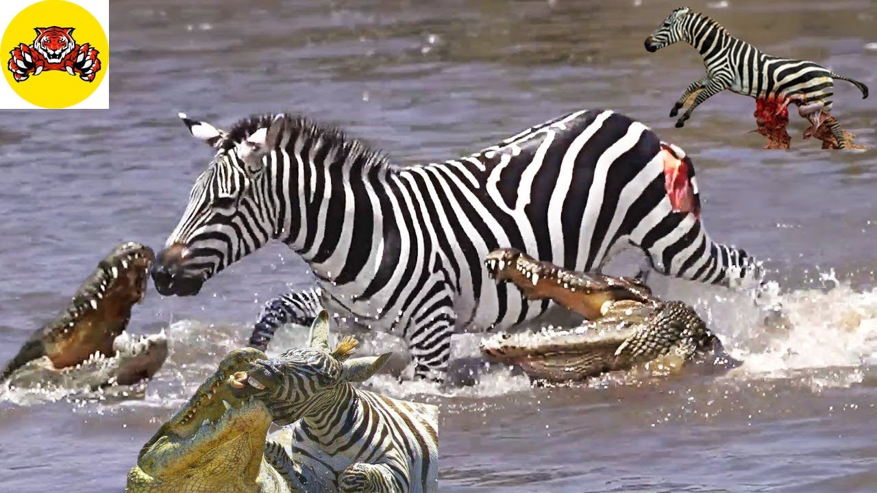 The moment a crocodile attacks and tears apart a zebra - YouTube
