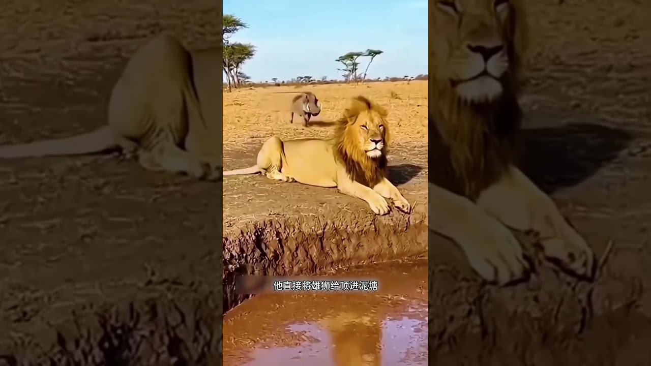 Turns Out the Warthog Is the Toughest Guy on the Savannah