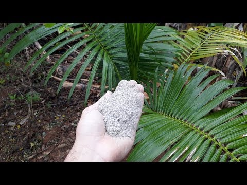 Vídeo: Como Fazer Uma Palmeira Crescer A Partir De Um Osso