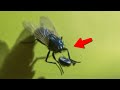 Esta Mosca Arrancó su Propia Cabeza. Momentos Increíbles Captados por las Cámaras