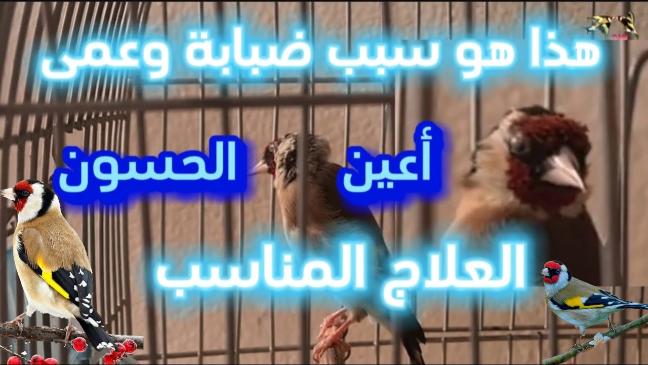 هذا هو السبب وراء إصابة أعين الحسون بالضبابة والعمى | العلاج المناسب |  #birds #الحسون #مقنين