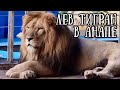 ЛЕВ ТИГРАН! ❤️Поможем ему остаться в АНАПЕ! Life of #lions​​