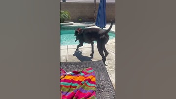 #birddog #pudelpointer #poolparty #sillydog