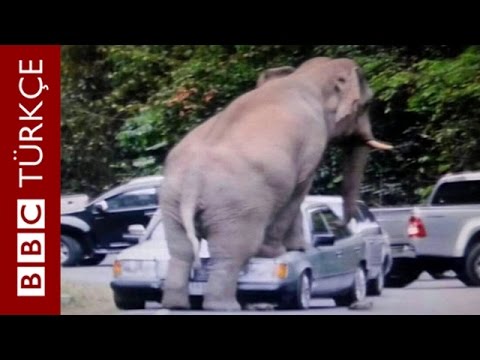 Çiftleşme dönemi nedeniyle 'aşırı sinirli' fil otomobili hedef aldı - BBC TÜRKÇE