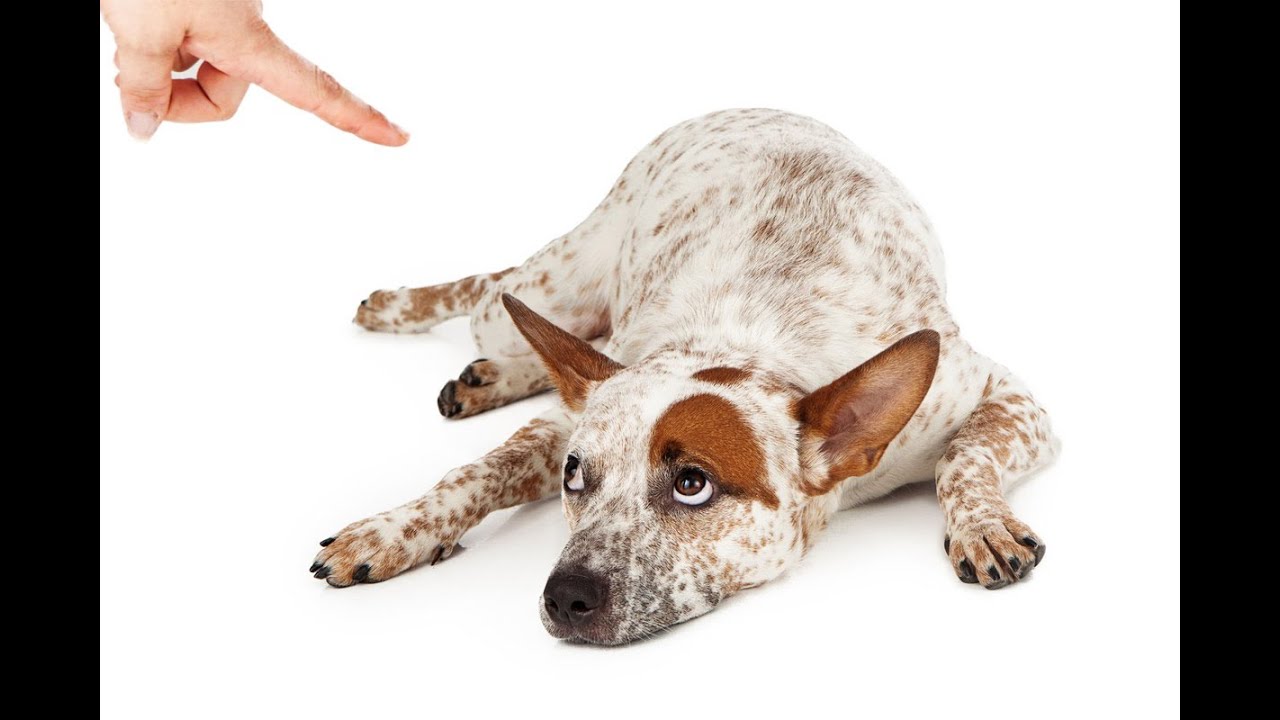 How to punish your dog YouTube