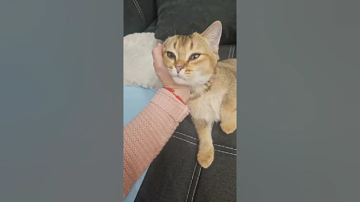 Watch the video about Cute munchkin cat 🥰 #cat #munchkincat #kitten #meow #cute #munchkin #catlover #meowed #pets