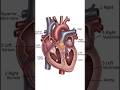 #anatomy of Heart ❤️ 😯😮🤯 Animation videos 📸📸