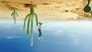 MIZONE - Cactus