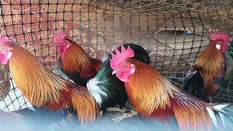 Yuav Qaib Dib los Tshiab Nawb 7/12/2025