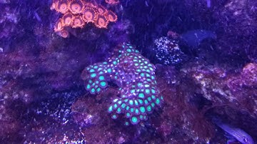 Cyanobacteria Treatment w/ Red Slime Stain Remover by UltraLife Part 2.