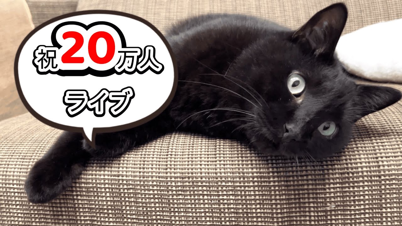 祝20万人＆黒猫感謝の日】猫好き集合ライブ！ - YouTube