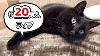 祝20万人＆黒猫感謝の日】猫好き集合ライブ！ - YouTube