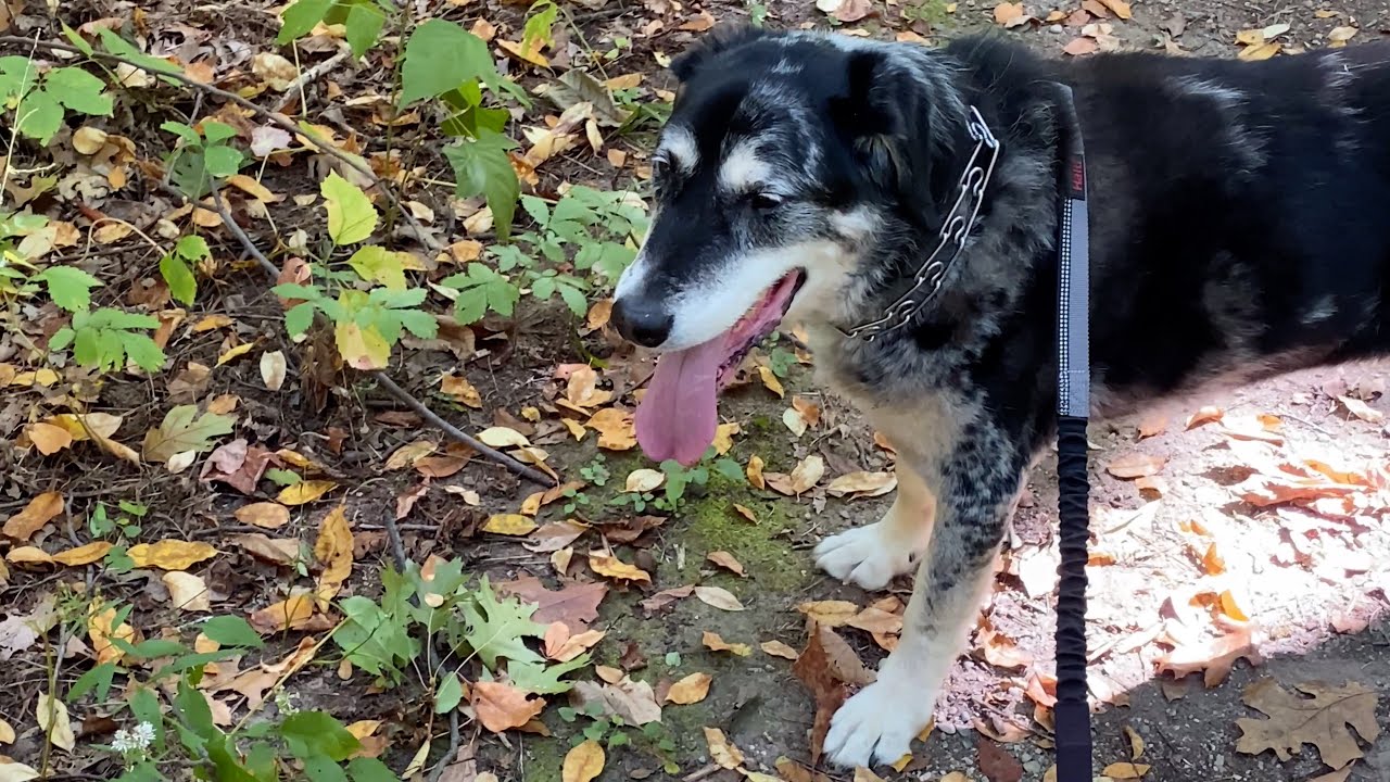 In Memory of Mo - Autumn Hike at Peach Mountain 🍁🐾🍂