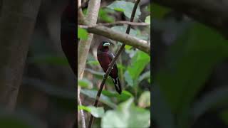  Eurylaimidae Birds Life Singing, Chirping, Playing #wildlife #4k #shorts #birds #fyp #birding