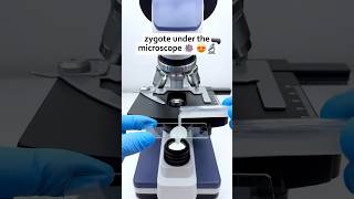 Sperm under the microscope 🔬😱 #shorts #facts #microscope #science #experiment #millionviews #fun
