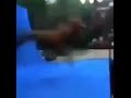 CAVALO