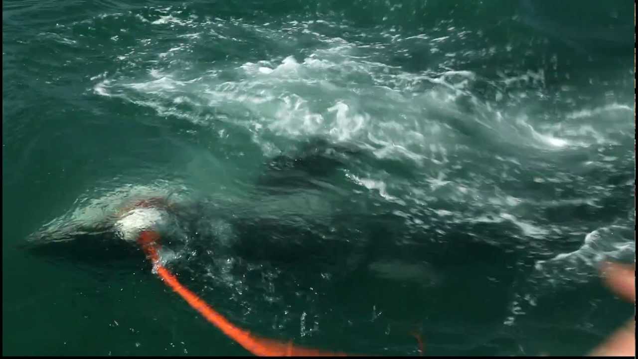 Great White Shark Attacks