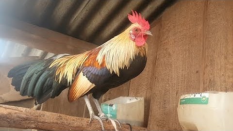 มาฟังเจ้าสาเรียนขัน. lo mloog kuv tu qaib seb xyuam qua