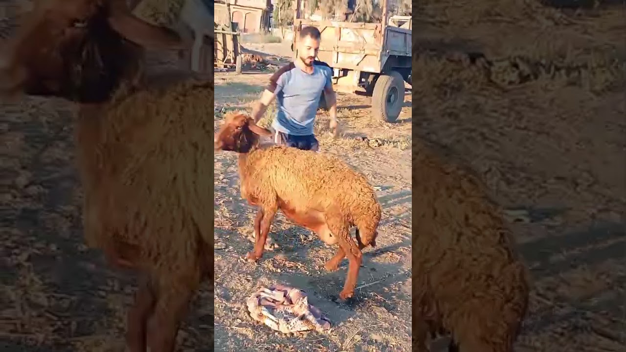 غنم رحمانى لتواصل فون01066788654 كفر الشيخ سيدى سالم الحج سعد القبراوى @إشارة#farming #farm #animals