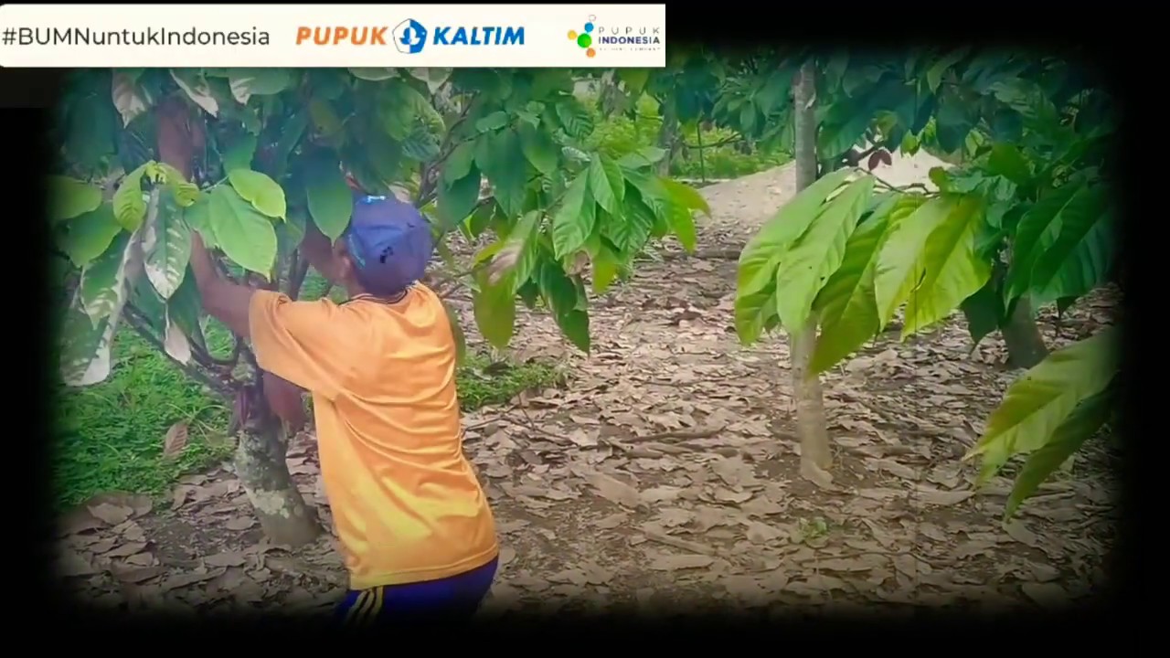 Panen Kakao 400 pohon Hasilnya 500 Kg Kering, Karena Pupuk ini