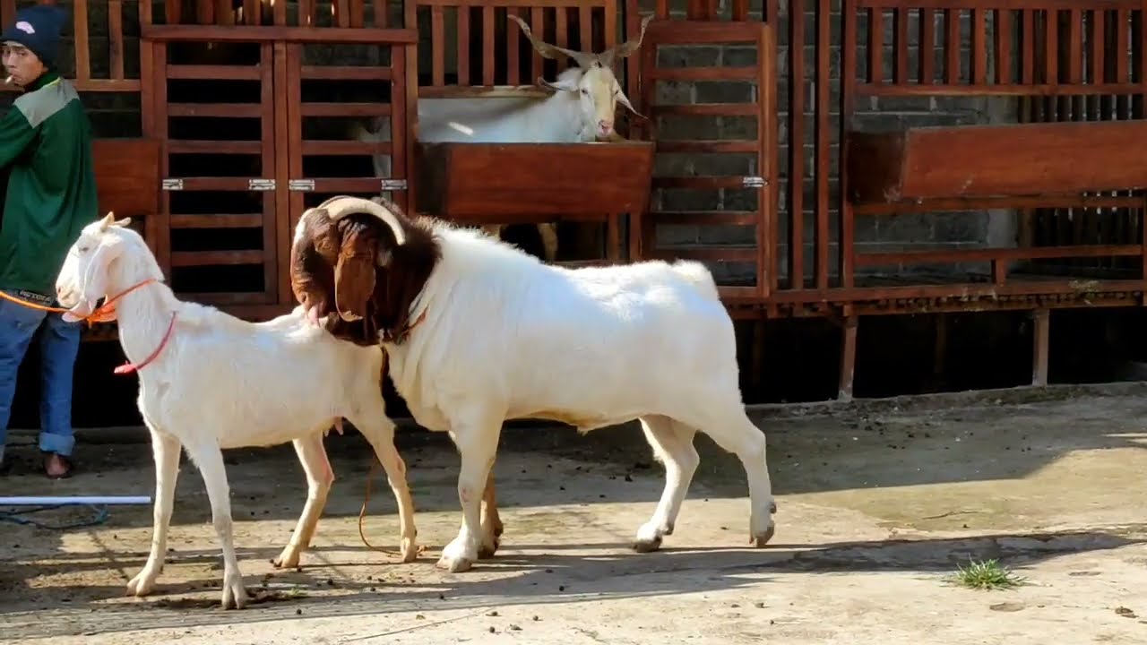CEK HARGA 5 PEJANTAN KAMBING BOER DI GILBRAN FARM @alek budi santoso
