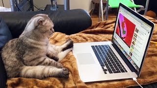 Chats Les Plus Droles Vs Computer Compilation Youtube Chats Les Plus Droles Vs Computer Compilation Youtube